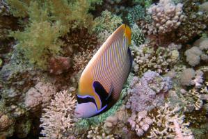 1541090060_3_barevna_ryba