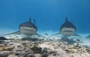 1775546566_WhatsApp_Image_2026-02-06_at_11_03_03