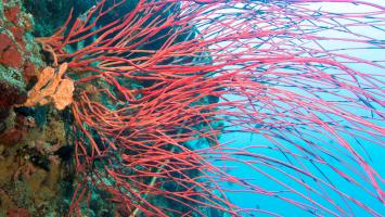 1527446968_2018_Palwan_web-42_