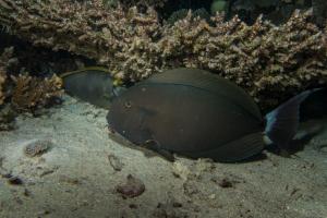 1578559295_2019_safari_Egypt_lowres-5