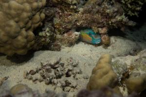 1578559295_2019_safari_Egypt_lowres-7