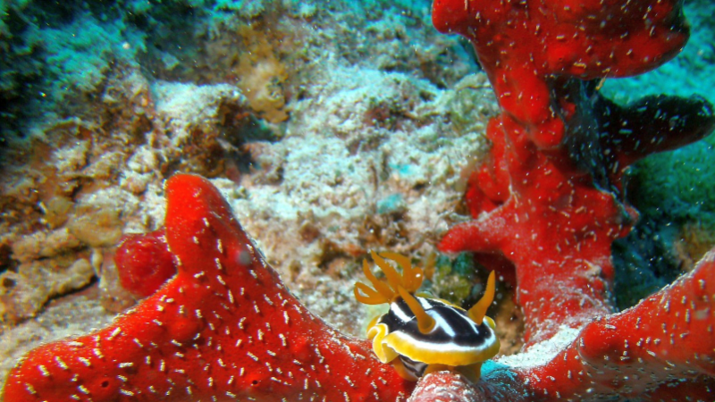 last-minute-hurghada