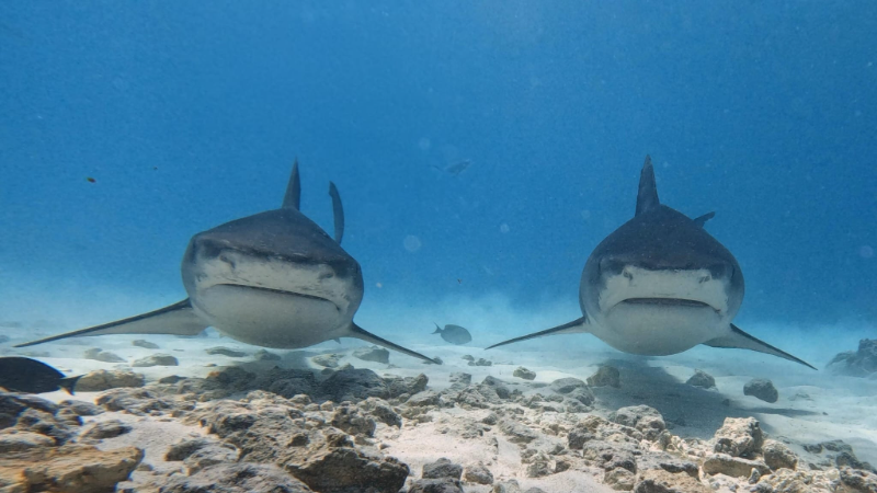 maledivy-a-sr-lanka-2026